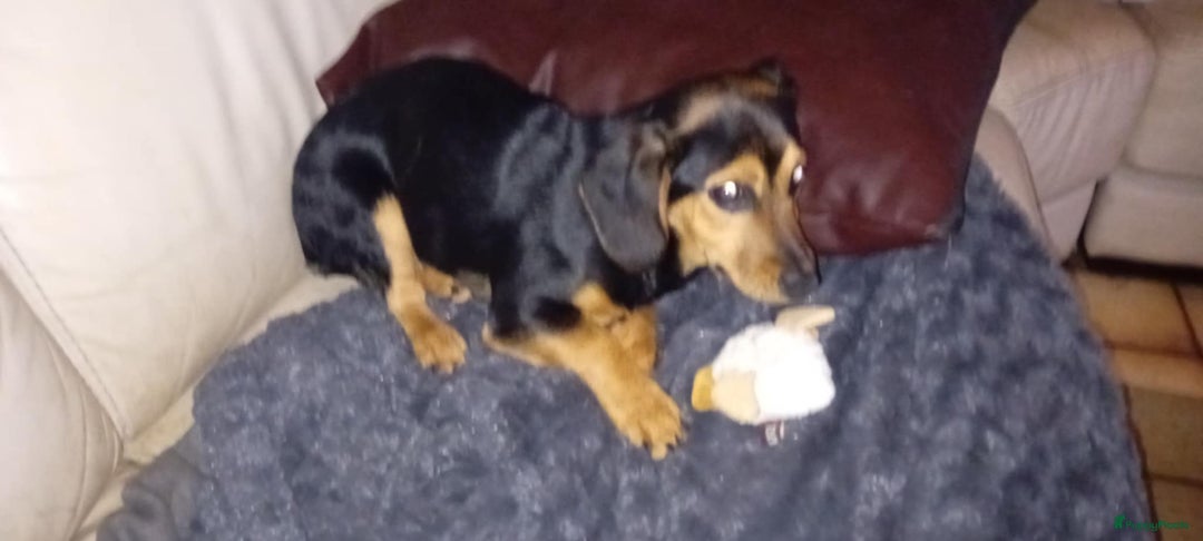 Kruising honden te koop: Luna italiaanse pup zoekt baasje - Advertentie 2