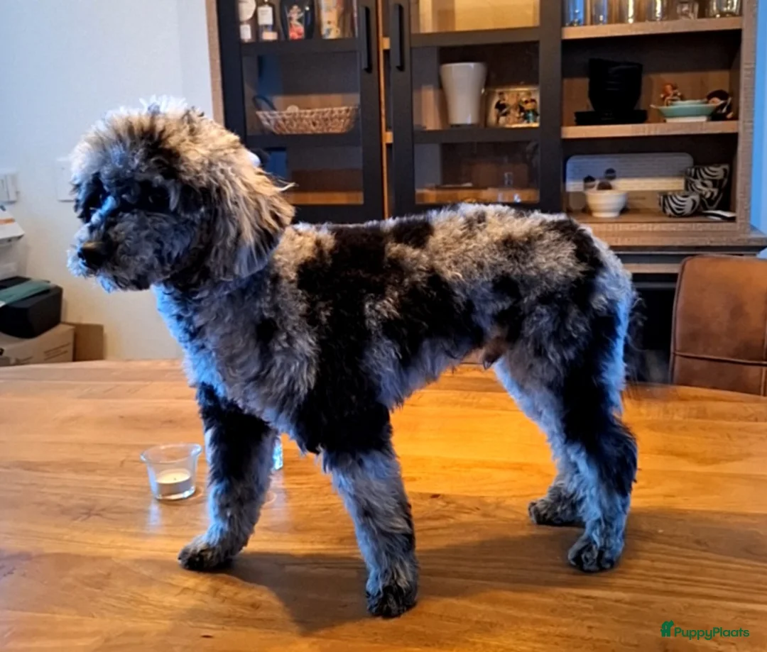 Dwergpoedel honden ter dekking: merle dekreu dwergpoedel in Budel - Advertentie 4