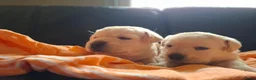 Labrador Retriever honden te koop: Raszuivere labrador retriever pup stamboom  - Advertentie 4