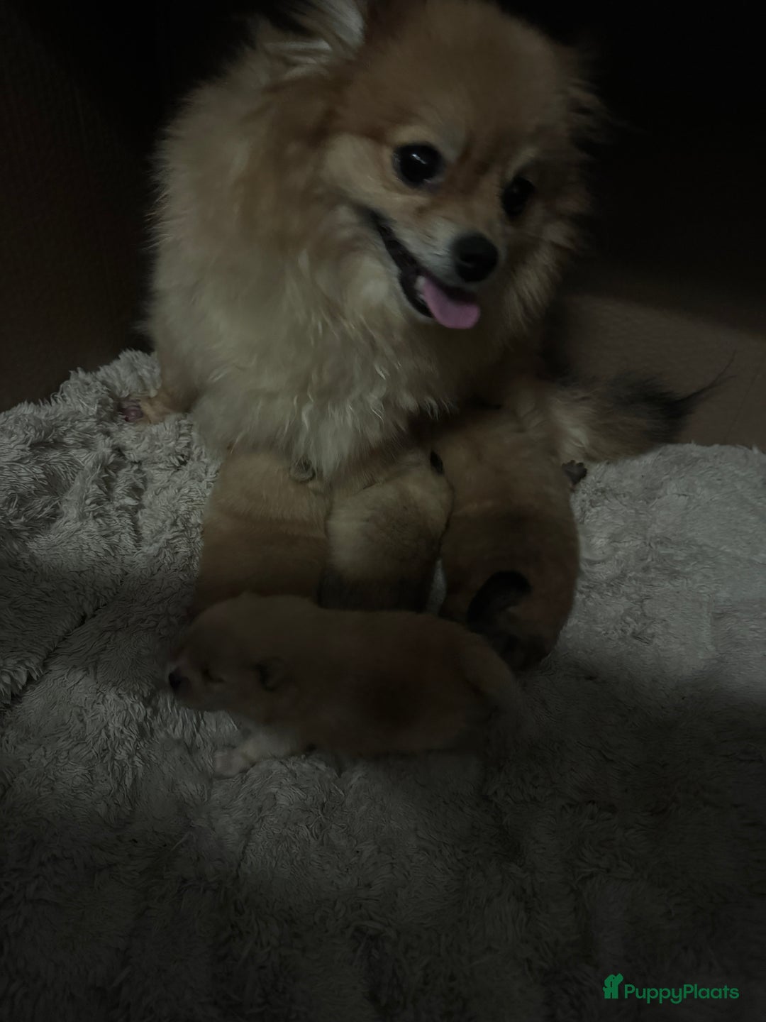 Pomeriaan honden te koop: Cute Pomeriaan Pups – Klaar voor Kerst! - Advertentie 6