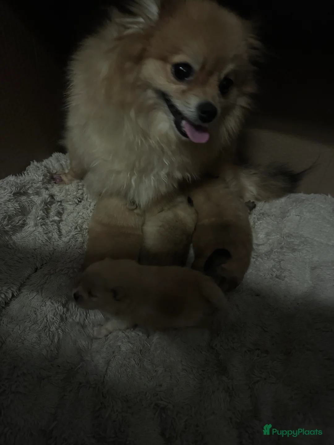 Pomeriaan honden te koop: Cute Pomeriaan Pups - Advertentie 6