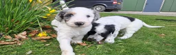 Kruising honden te koop: Lieve pups Stabij x Poedel - Advertentie 11