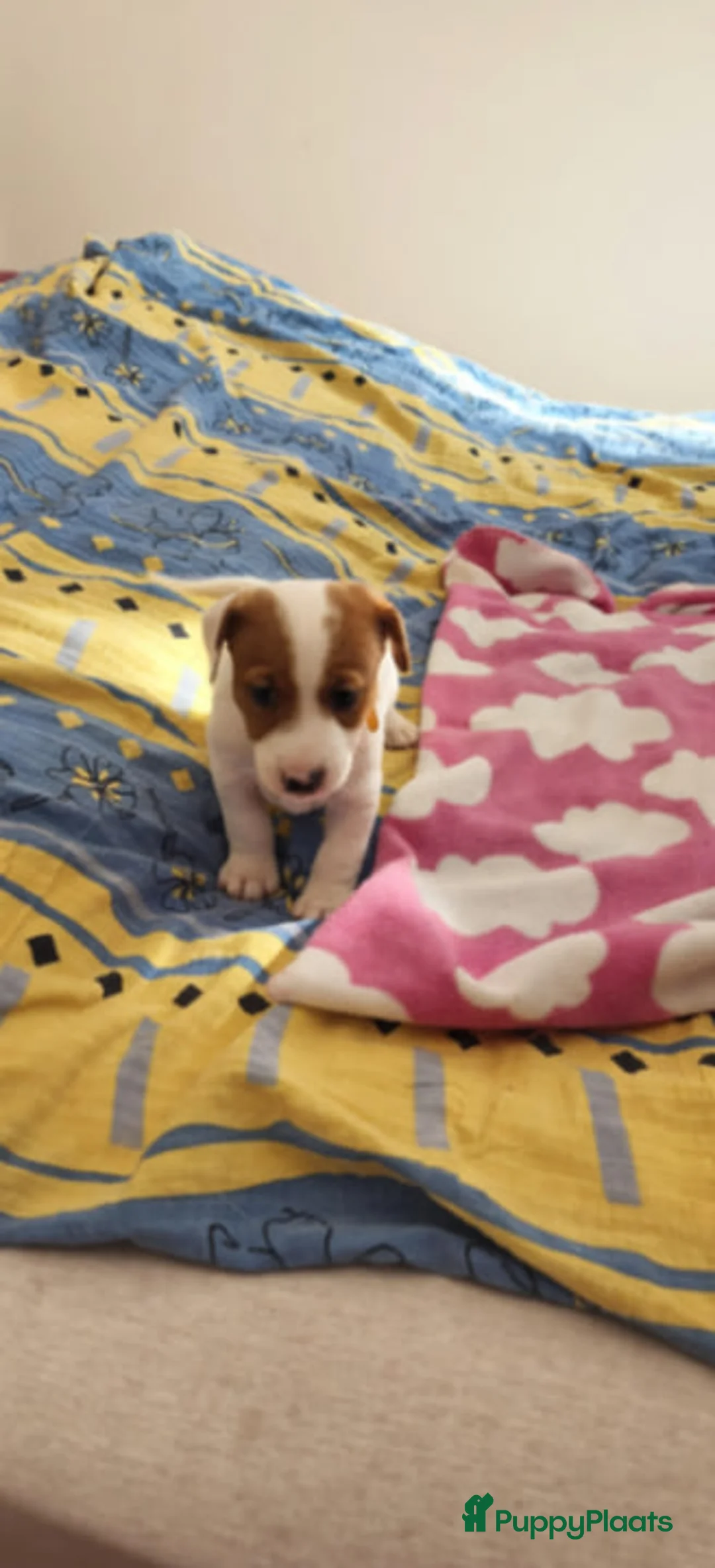 Jack Russel Terriër honden te koop:  Jack Russell-puppy's te koop - Advertentie 5