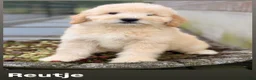 Labradoodle honden te koop: Labradoodle F4 medium pups Mogen het nest verlaten - Advertentie 9