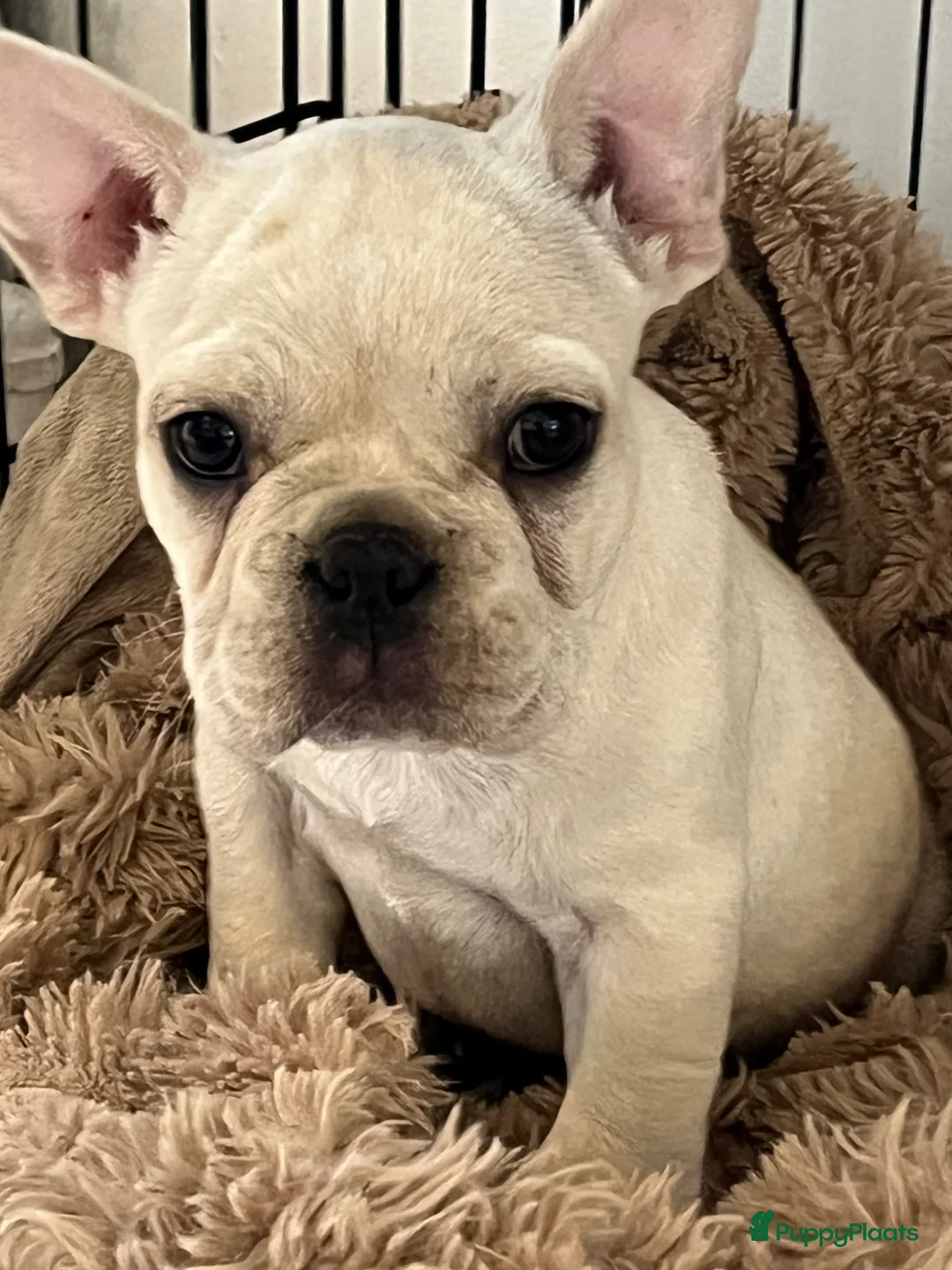 Franse Bulldog honden te koop: Franse Bulldog pups België  - Advertentie 2