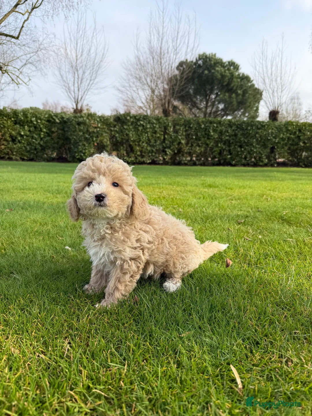 Labradoodle honden te koop: Mini Doodle (Poedel x Mini Labradoodle) pups - Advertentie 10
