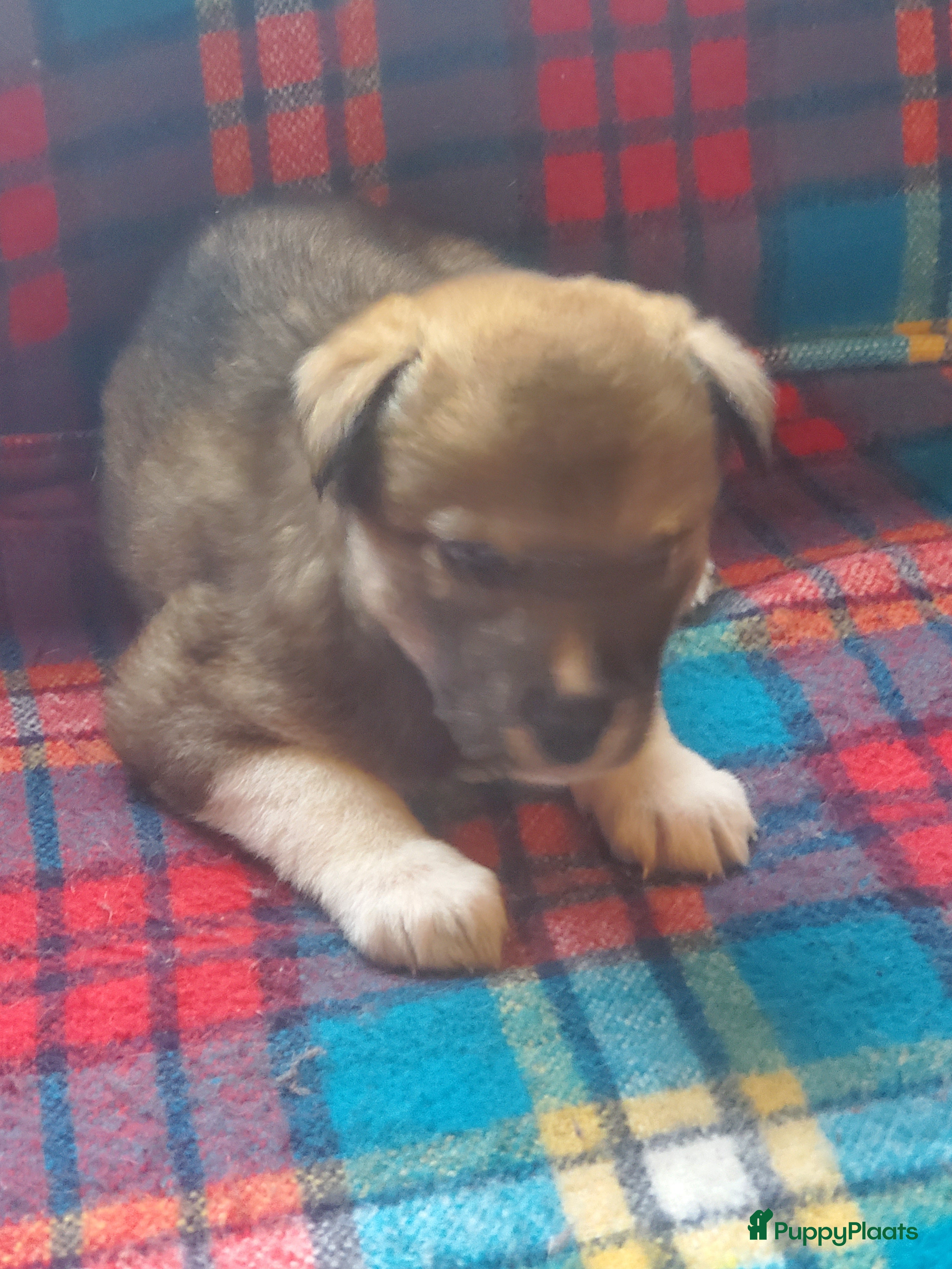 Kruising honden Kruising pups herder/husky - Advertentie 2