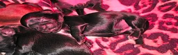 Kruising honden te koop: Prachtige Boomer Pups, Net Geboren 🖤🤎 - Advertentie 10