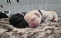 Labrador Retriever honden te koop: Zwarte en gele labrador pups met stamboom - Afbeelding 7