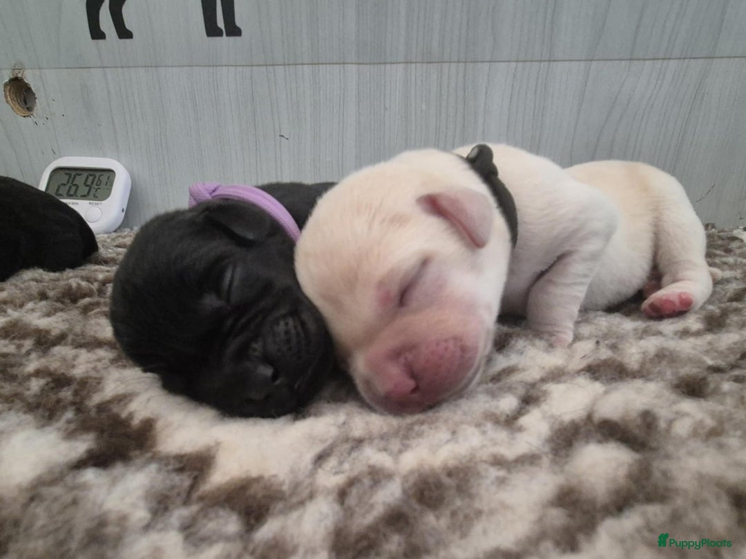 Labrador Retriever honden te koop: Zwarte en gele labrador pups met stamboom - Afbeelding 7
