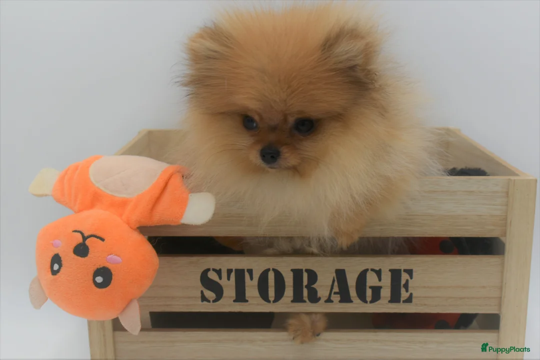 Galerij afbeelding {{count}}