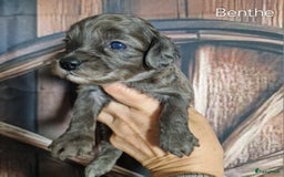 Australian Labradoodle honden te koop: Australian labradoodle Backcross micro/mini - Afbeelding 23