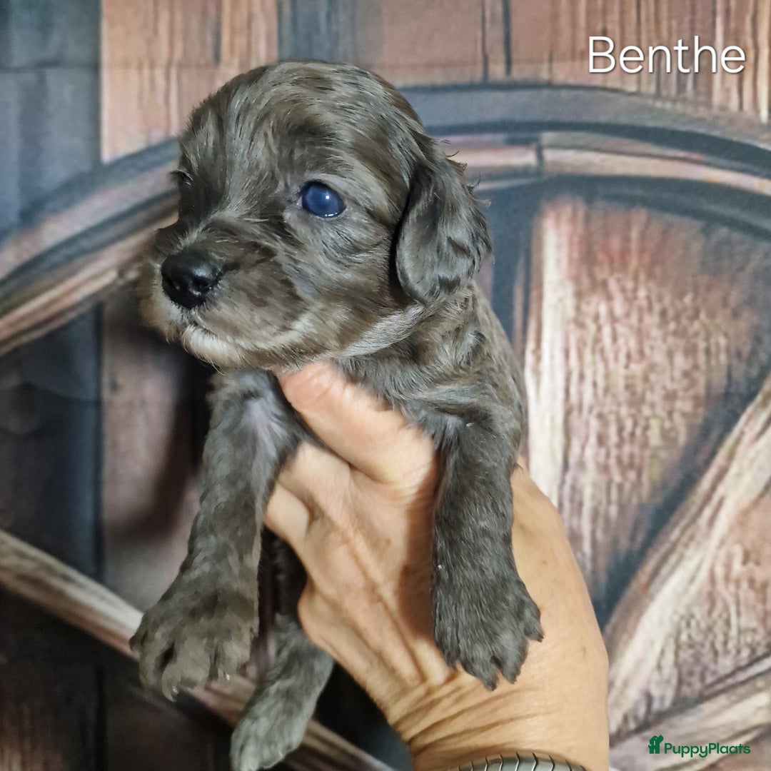 Australian Labradoodle honden te koop: Australian labradoodle Backcross micro/mini - Afbeelding 23