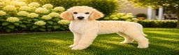 Labradoodle honden te koop: Poedel outcross pups | DNA-geteste ouderdieren - Advertentie 17