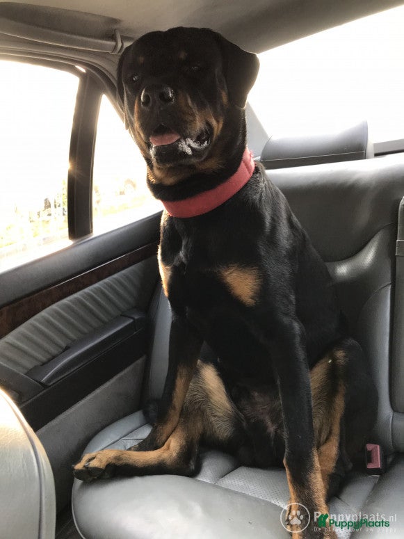 Rottweiler honden mooi lieve dek reu in Geleen - Advertentie 2