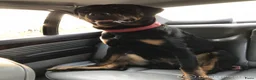 Rottweiler honden ter dekking: mooi lieve dek reu in Geleen - Advertentie 2