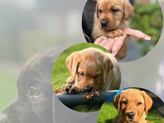 Labrador Retriever honden NEST AANKONDIGING LABRADOR PUPS - Advertentie 3