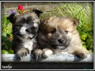Kruising honden te koop: Pomeriaan x Boomer kruising pups - Advertentie 3