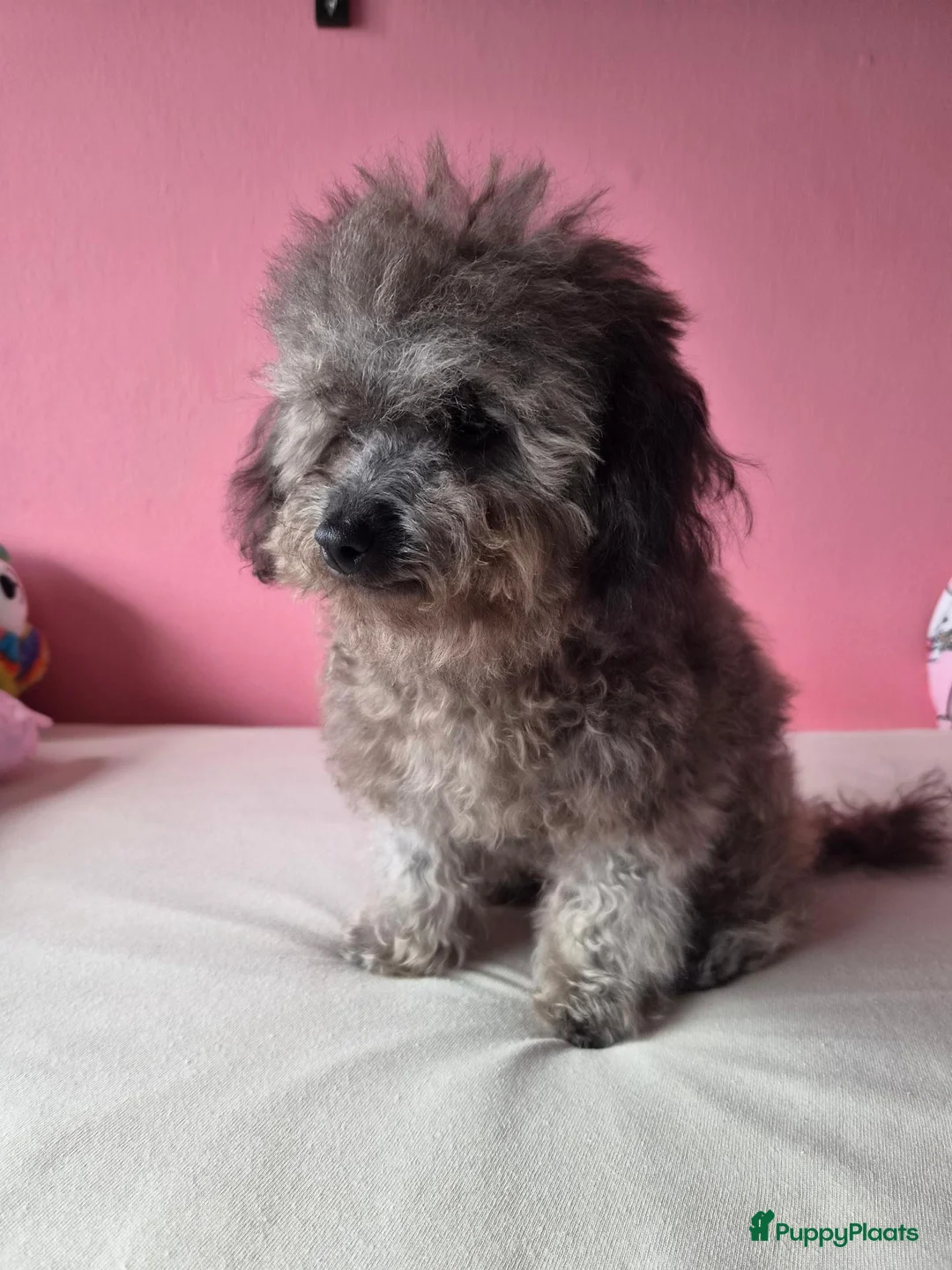Poedel Toy honden te koop: kleine toypoedel (6mnd) - Advertentie 1