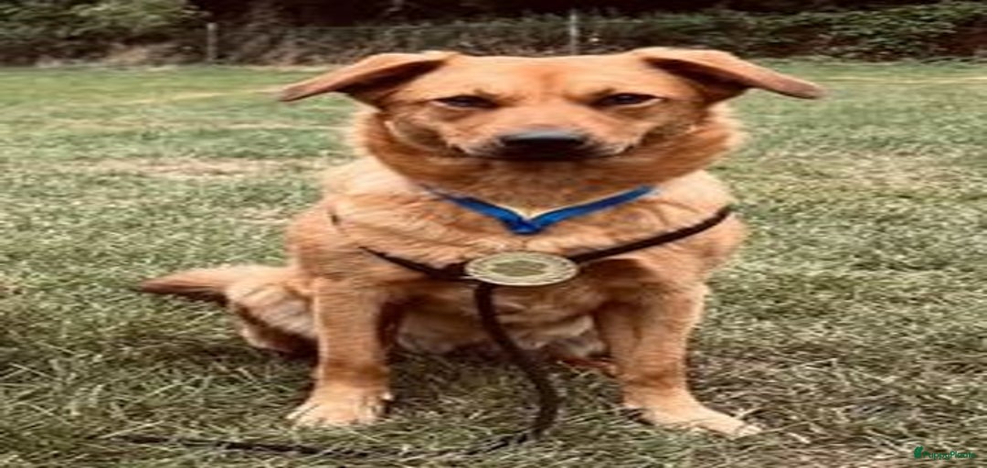 Galerij afbeelding {{count}}