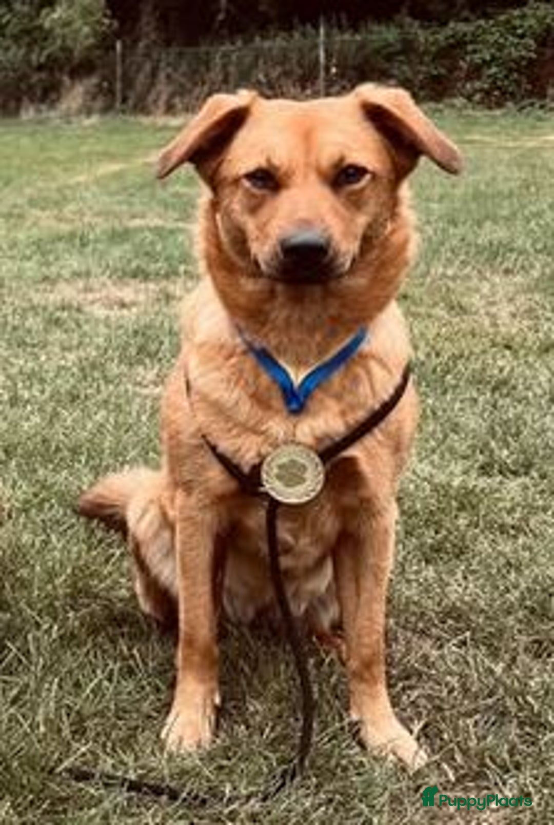 Galerij afbeelding {{count}}