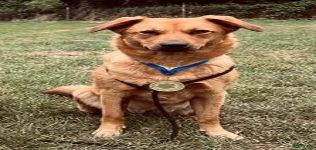 Galerij afbeelding {{count}}