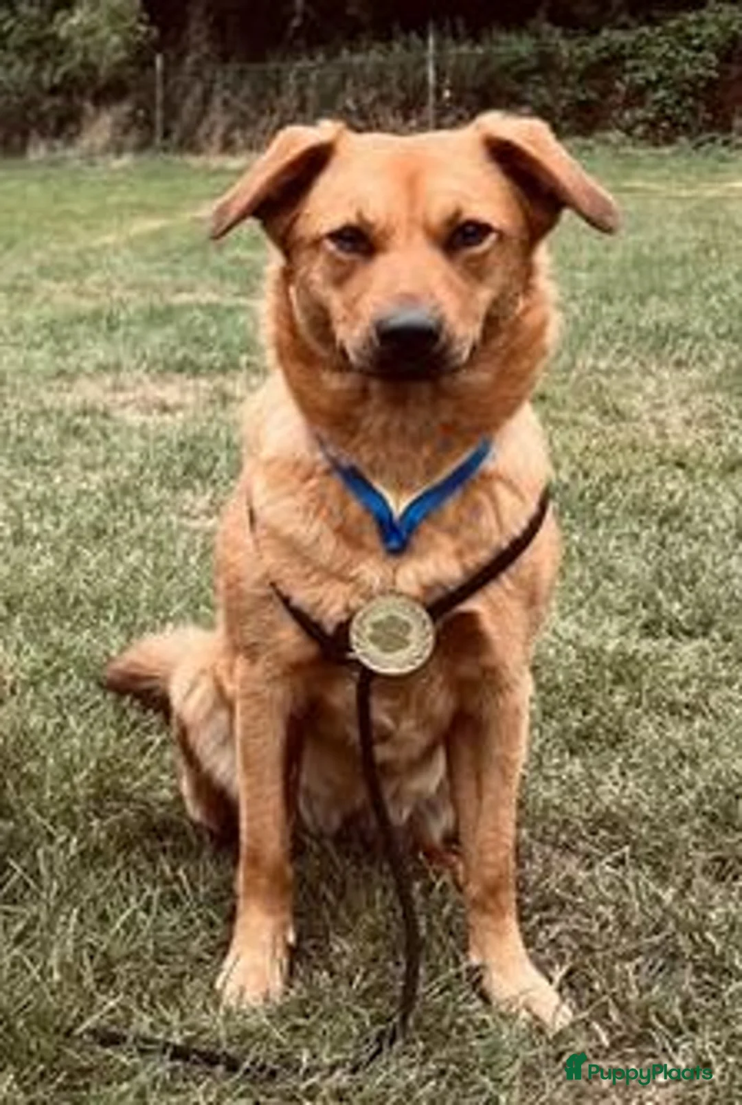 Galerij afbeelding {{count}}