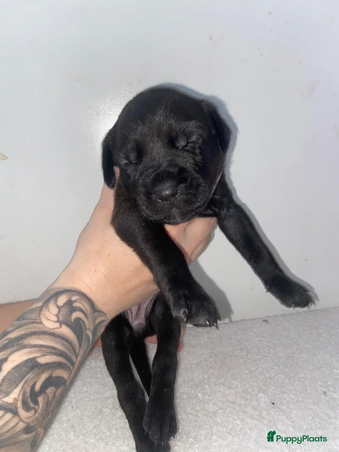 Kruising honden te koop: Bully xl pups  - Advertentie 5