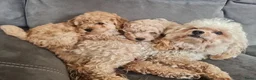 Maltipoo honden te koop: Prachtige, gesocialiseerde Maltipoo x poedel pups - Advertentie 6