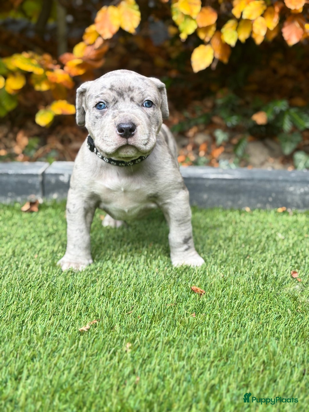 Amerikaanse Bully honden te koop: American Bully Xl pups - Advertentie 9