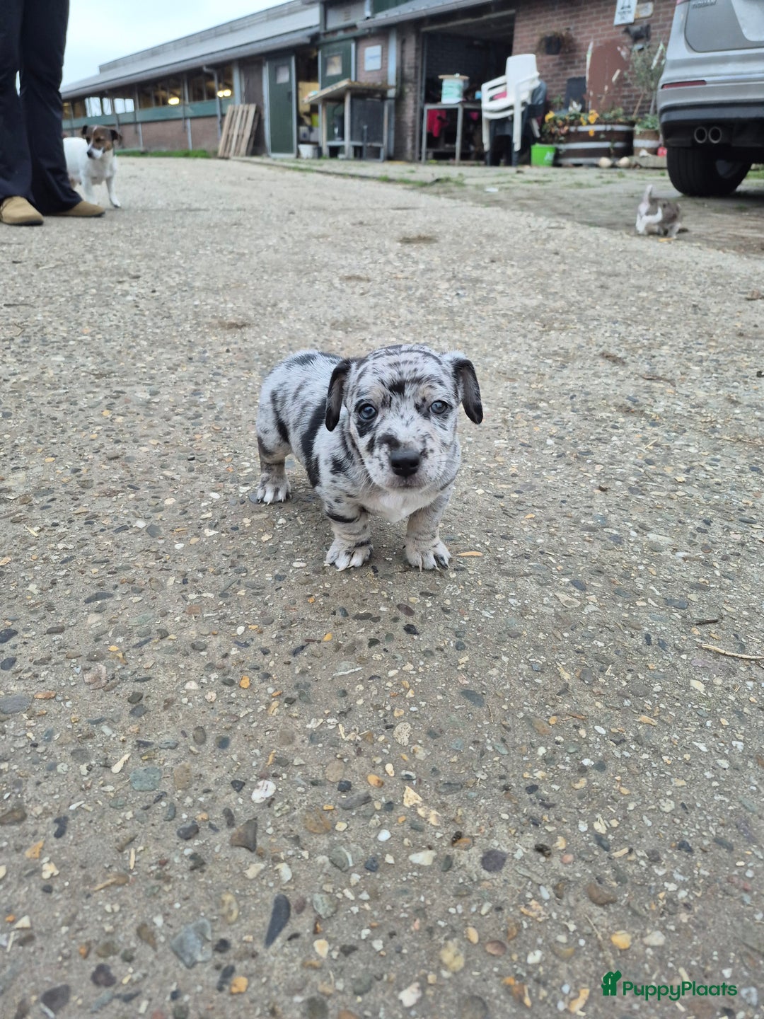 Jack Russel Terriër honden te koop: Merle Jackrussel te koop - Advertentie 9