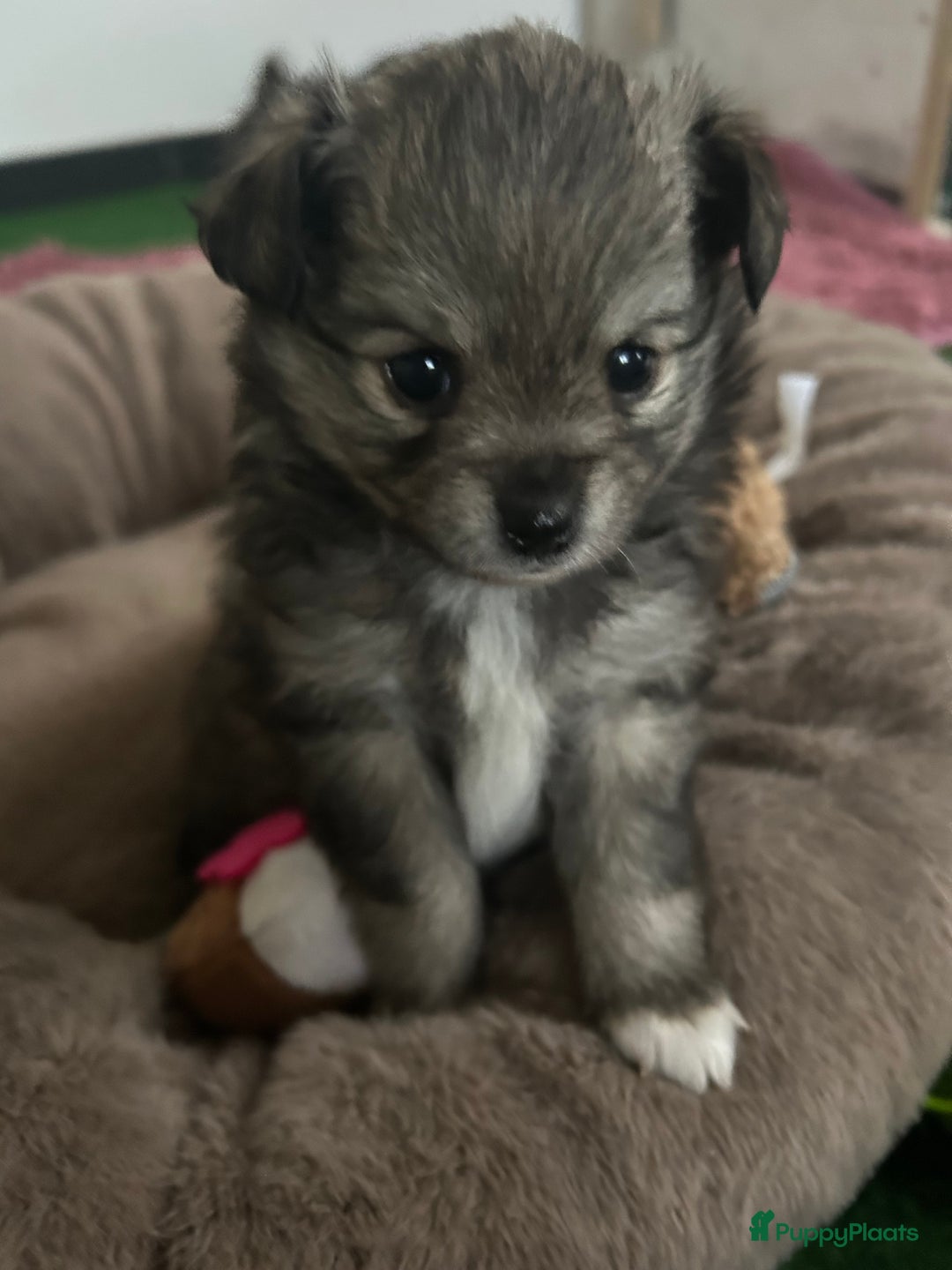 Pomchi honden te koop: Pomchi reutje - Advertentie 18