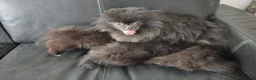 Pomeriaan honden te koop: Pomeranian pupjes Moeder is CM/SM getest - Advertentie 3