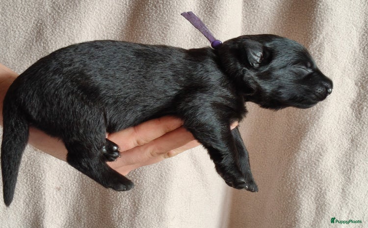 Duitse Herder honden - Advertentie 5
