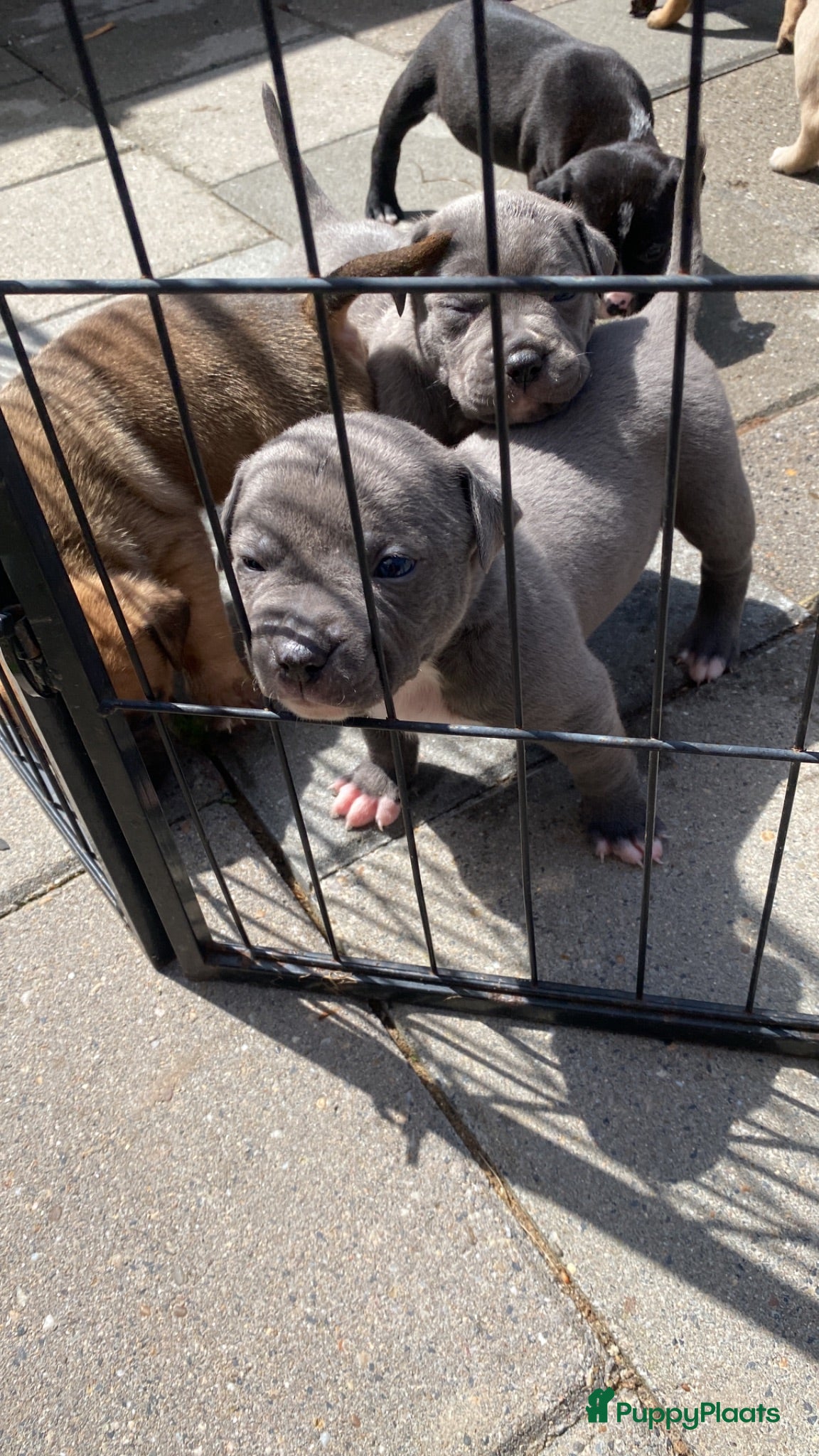American Staffordshire Terriër honden American Stafford te koop - Advertentie 1