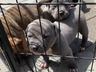 American Staffordshire Terriër honden American Stafford te koop - Advertentie 1