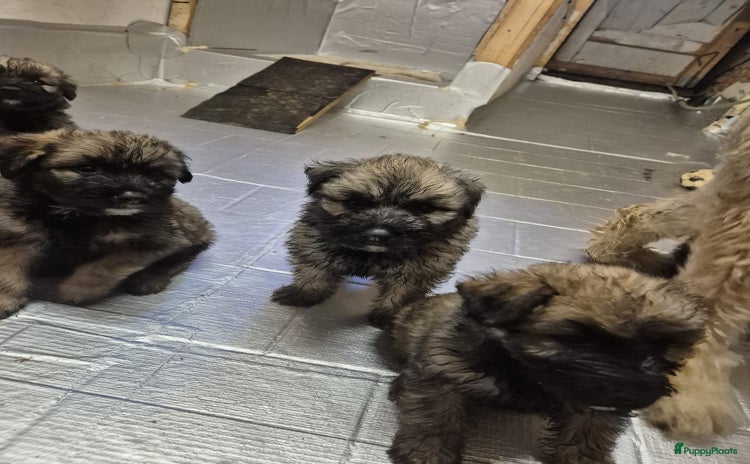 Bouvier des Flandres honden - Advertentie 11