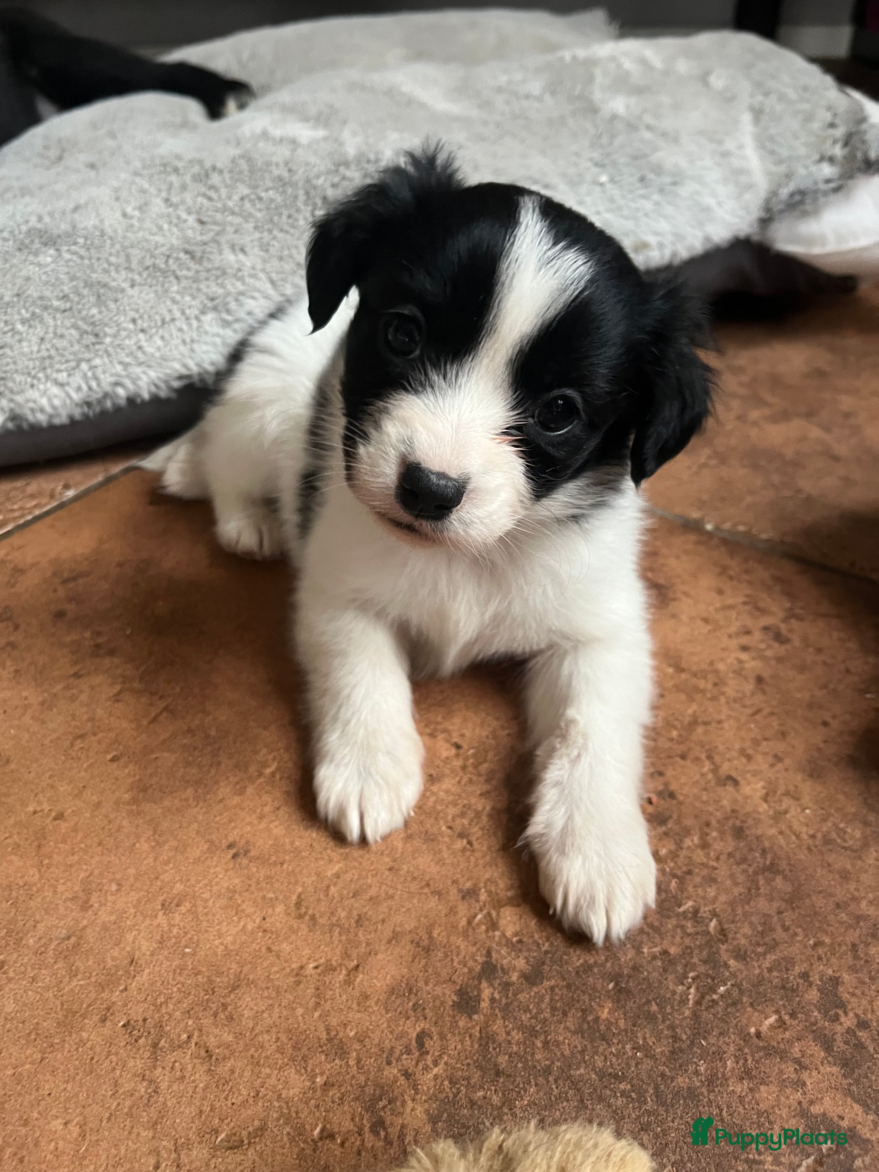 Kruising honden Prachtige kruising Markiesje/Kooikerhondje pups! - Advertentie 2