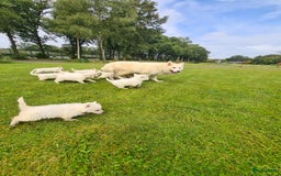 Zwitserse Witte Herdershond honden te koop: super mooie goed gesocialiseerd witte herder pups  - Afbeelding 15