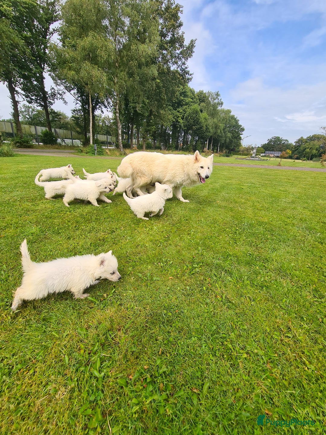 Zwitserse Witte Herdershond honden te koop: super mooie goed gesocialiseerd witte herder pups  - Afbeelding 15