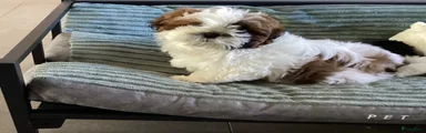 Shih Tzu