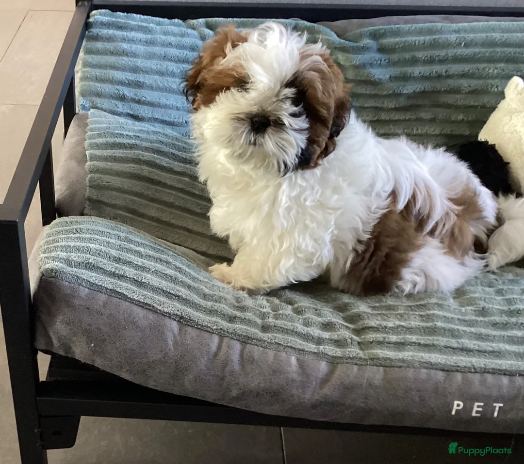 Shih Tzu honden te koop: Te koop teefje Shih tzu - Advertentie 2