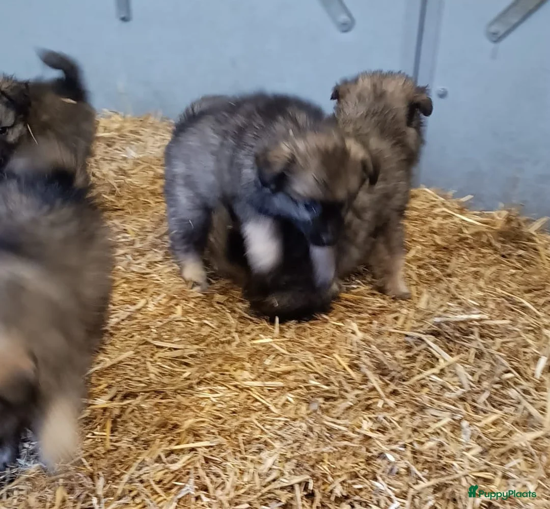 Keeshond honden te koop: Keeshond wolfsgrauw. Grijs. Blauw. - Advertentie 16