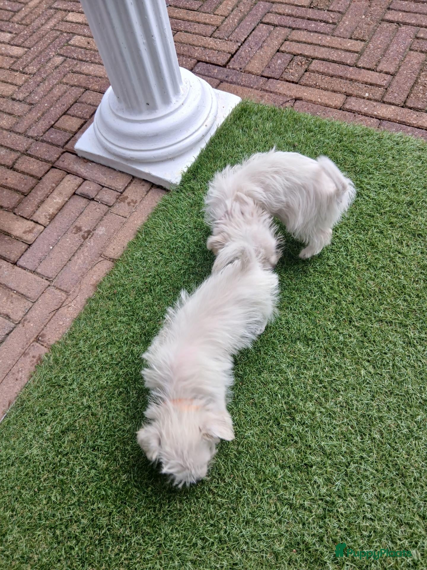 Boomer honden Laatste 2 prachtige boomer reutjesuit 1 malig nest - Advertentie 2