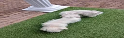 Boomer honden te koop: Laatste 2 prachtige boomer reutjesuit 1 malig nest - Advertentie 2