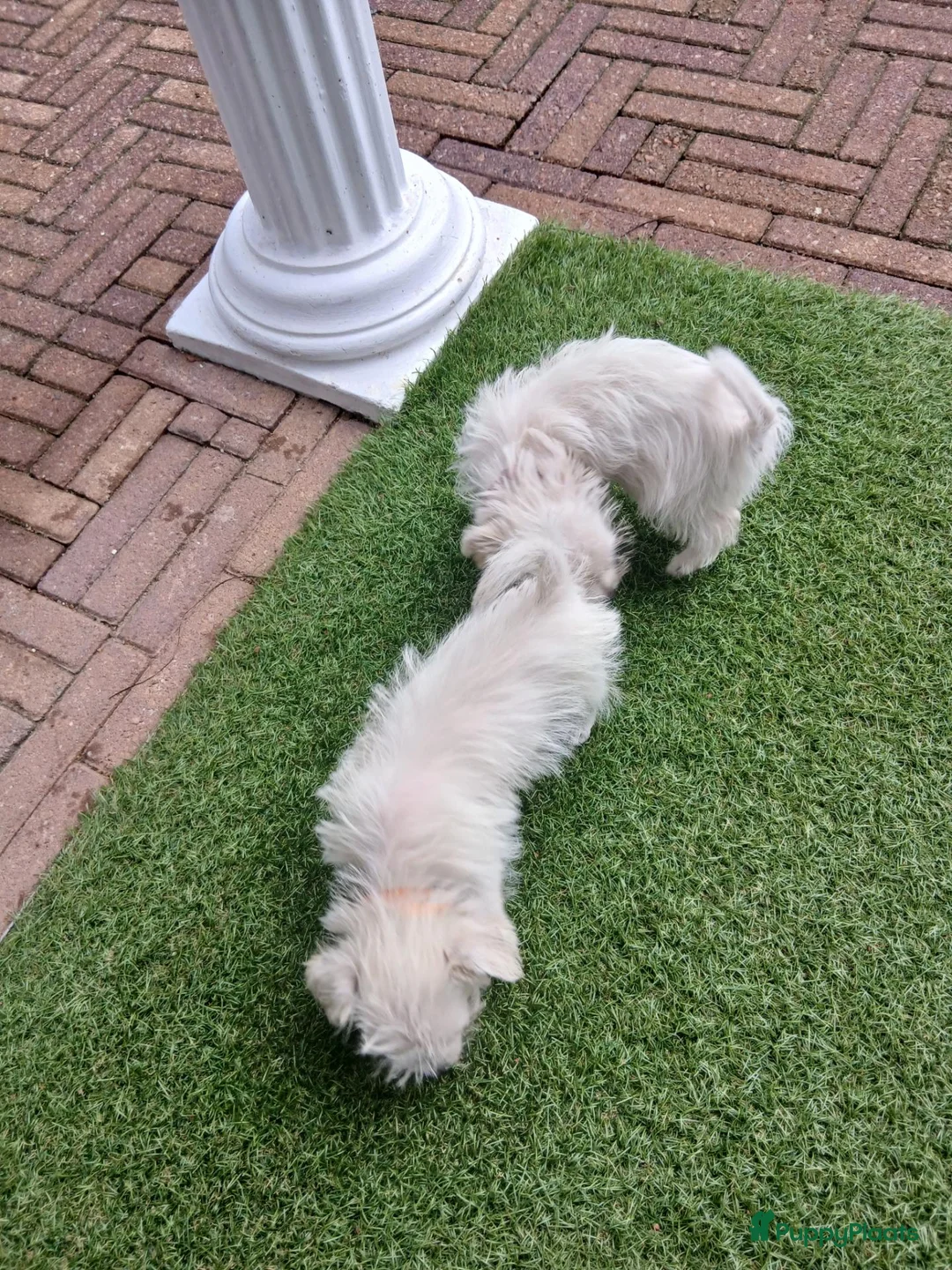 Boomer honden te koop: Laatste 2 prachtige boomer reutjesuit 1 malig nest - Advertentie 2