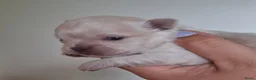 Chihuahua honden te koop: 2 chihuahua teefjes - Advertentie 11