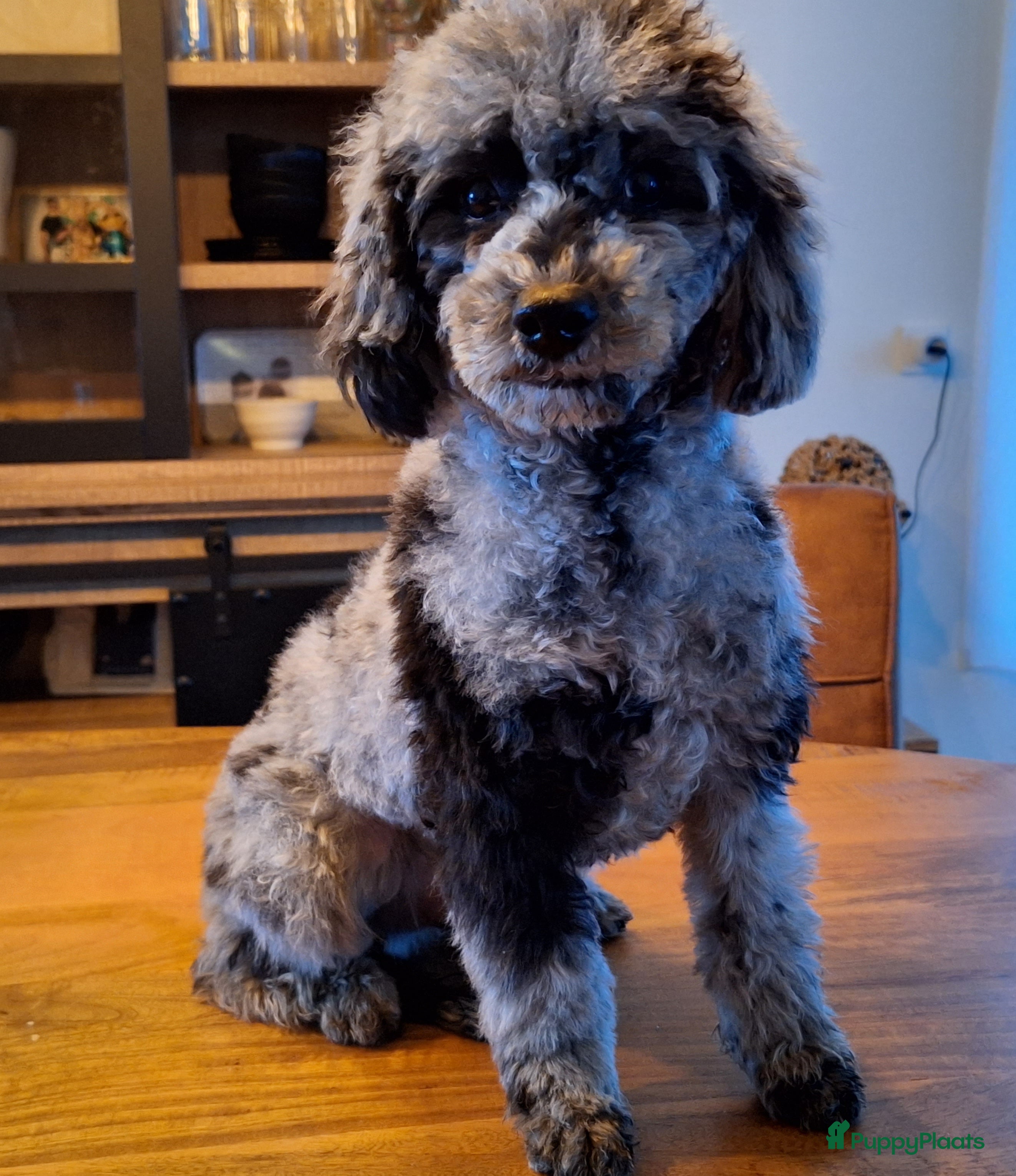 Dwergpoedel honden merle dekreu dwergpoedel in Budel - Advertentie 4