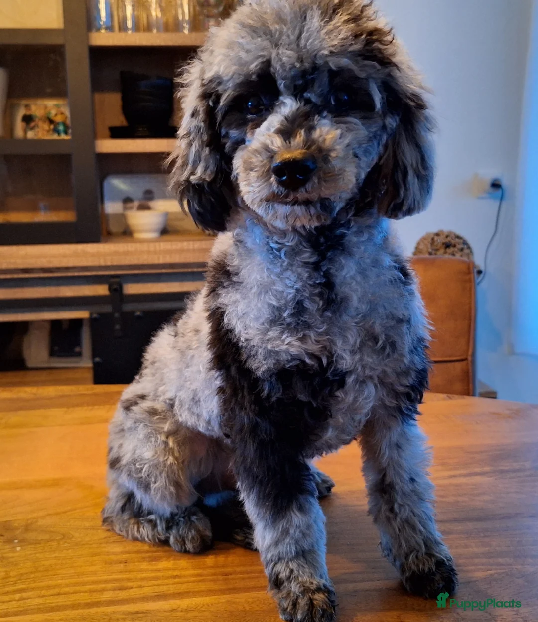 Dwergpoedel honden ter dekking: merle dekreu dwergpoedel in Budel - Advertentie 1