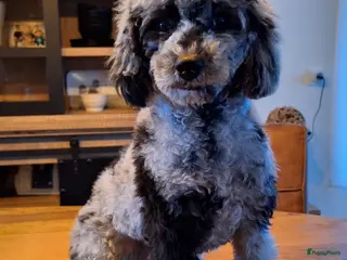 Dwergpoedel honden merle dekreu dwergpoedel in Budel - Advertentie 1